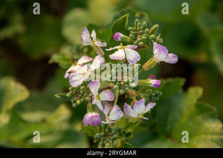 Raphanus raphanistrum Blumen. Pflanzen sind auch bekannt als wilder Rettich, Weißer Scharlock oder Gelenk Scharlock . Stockfoto