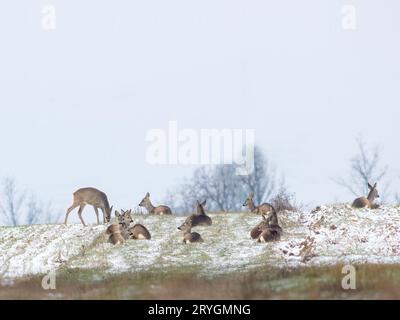 Reh-Herde im Winter auf einem Feld Stockfoto