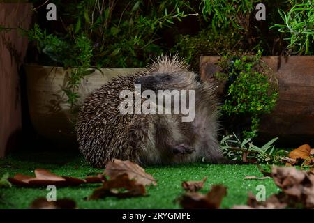 Igel Stockfoto