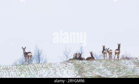 Reh-Herde im Winter auf einem Feld Stockfoto