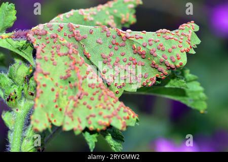 Malvenrost (Puccinia malvacearum) an Malvenblatt und selektivem Fokus. Es handelt sich um einen pathogenen Pilz Stockfoto