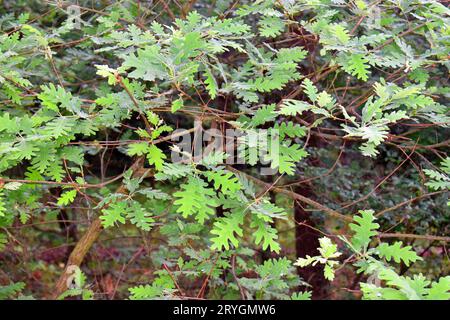 Zweige und Blätter der Pyrenäeneiche (Quercus pyrenaica). Stockfoto