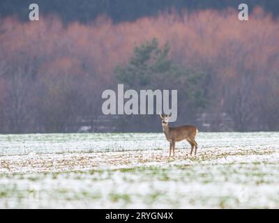 Rehe, Capreolus capreolus, Rehe stehen während des Schnees auf weißem Feld. Wildes Säugetier, das im Schneesturm in die Kamera schaut. Braun Stockfoto