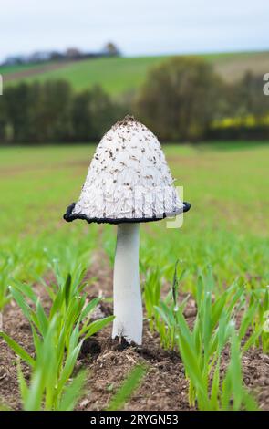 Weißer Pilz auf einem Grasfeld Stockfoto