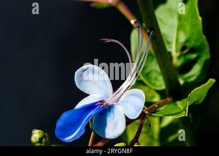 Schmetterlingsbusblume im Morgenlicht. Stockfoto