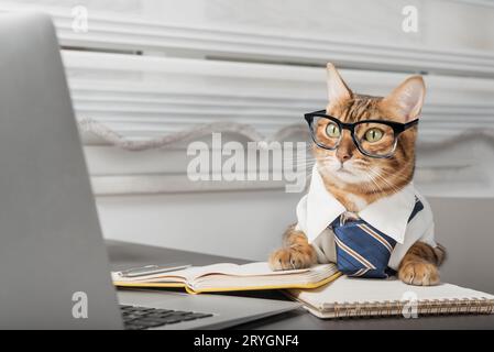Charmante Katze in Brille, die mit einem Laptop arbeitet. Stockfoto