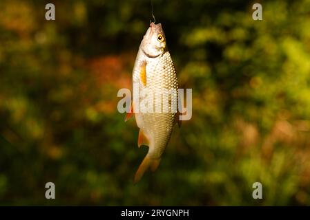 Fischschaben, die im Wald an einem Haken gefangen wurden, Nahaufnahme Stockfoto