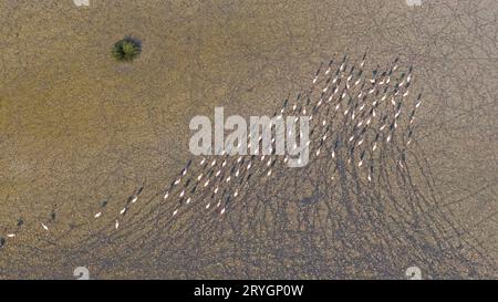 Flamingos in einer Gruppe auf einem trockenen See. Yarışlı See Stockfoto