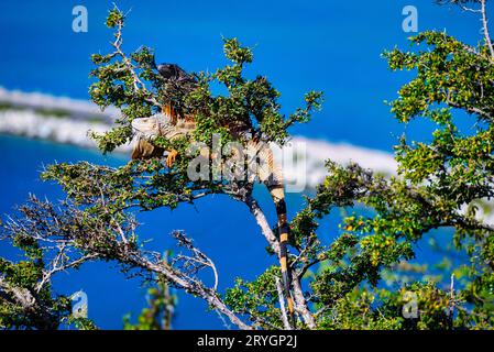 Leguane in der Karibik Stockfoto