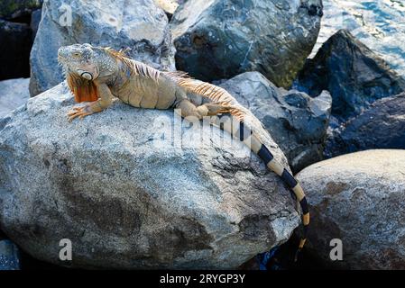 Leguane in der Karibik Stockfoto