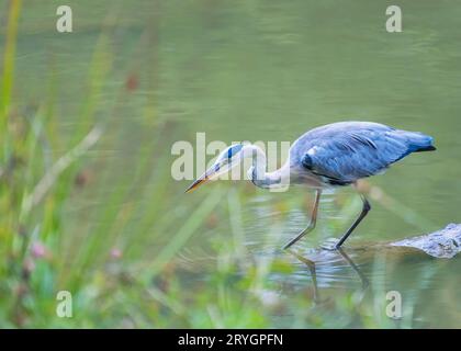 Great Blue Heron thront auf Log Stockfoto