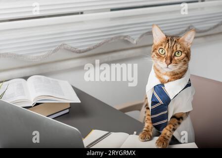 Ernsthafte bengalische Katze ist der Boss in Krawatte und Hemd im Büro. Stockfoto