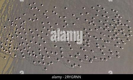 Eine Gruppe Flamingos und ihre Schatten auf einem trockenen See. Flamingos in einer Gruppe auf einem trockenen See. Yarışlı See Stockfoto