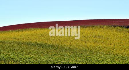 Landschaft der Sonnenblumen- und Getreidefelder. Stockfoto