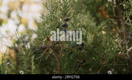 Zeitlupenaufnahme von wacholderbaum mit Beeren, 120 fps Stockfoto