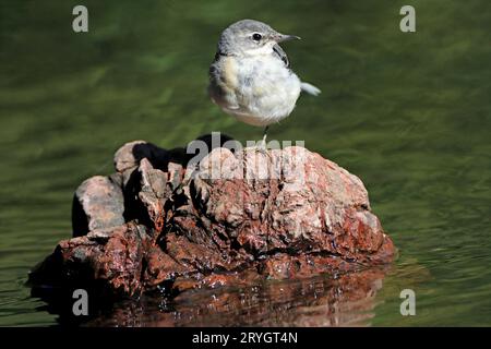 GRAUBACHTELSCHWANZ (Motacilla cinerea) Jungvogel auf einem Bein auf einem Felsen in einem Fluss, Großbritannien. Stockfoto