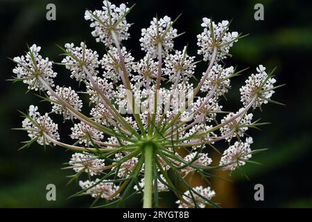 Wilde Karottenblüten (Daucus carota) mit Hintergrundbeleuchtung vor dunklem Hintergrund. Stockfoto