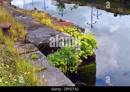 Stadt- und Ruderalpflanzen: Meerfenchel (Crithmum maritimum) an den Docks der Bilbao-Mündung. Stockfoto