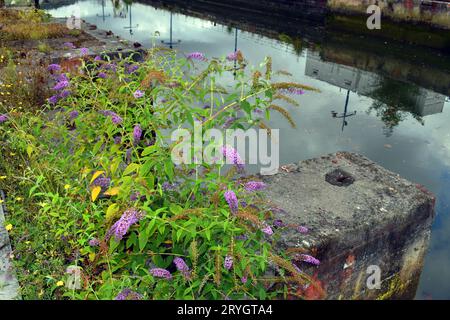 Stadt- und Ruderalpflanzen: Sommerflieder (Buddleja davidii) an den Docks der Bilbao-Mündung. Stockfoto