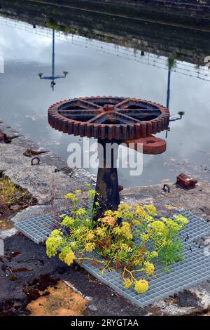 Stadt- und Ruderalpflanzen: Meerfenchel (Crithmum maritimum) an den Docks der Bilbao-Mündung. Stockfoto