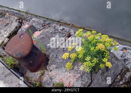 Stadt- und Ruderalpflanzen: Meerfenchel (Crithmum maritimum) an den Docks der Bilbao-Mündung. Stockfoto