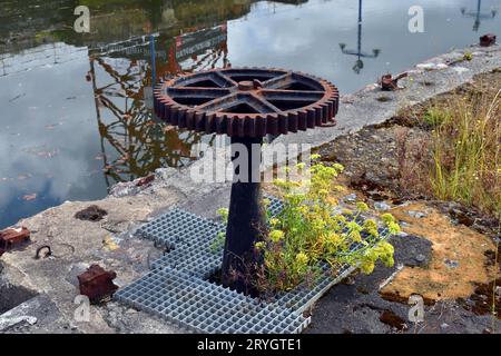 Stadt- und Ruderalpflanzen: Meerfenchel (Crithmum maritimum) an den Docks der Bilbao-Mündung. Stockfoto