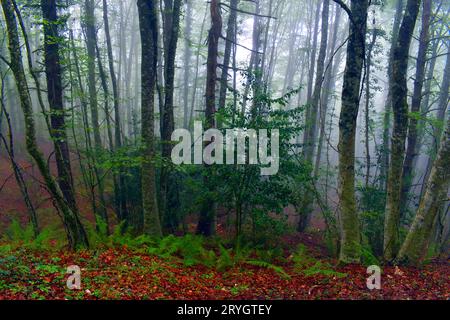 Stechpalme (Ilex aquifolium) in einem Buchenwald (Fagus sylvatica) mit Nebel Stockfoto