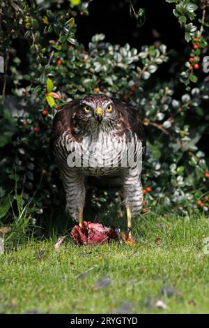 SPARROWHAWK (Accipiter nisus) mit Raubresten auf einem Gartenrasen, Großbritannien. Stockfoto