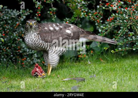 SPARROWHAWK mit Raubresten auf einem Gartenrasen, Großbritannien. Stockfoto