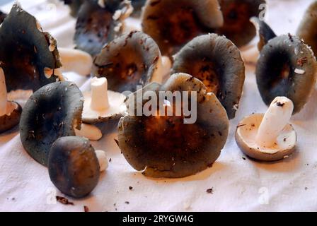 Präparate des essbaren Holzkohlebrenner-Pilzes (Russula cyanoxantha) in einer mykologischen Ausstellung. Stockfoto