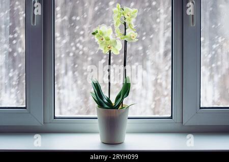 Orchideen blühen im Winter auf Fensterbank, Phalaenopsis Pflanzenpflege, blühende Zimmerpflanzen in der kalten Jahreszeit Stockfoto