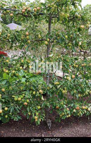 Espalier trainierte Malus domestica, Apple, „Red Falsatff“ Stockfoto