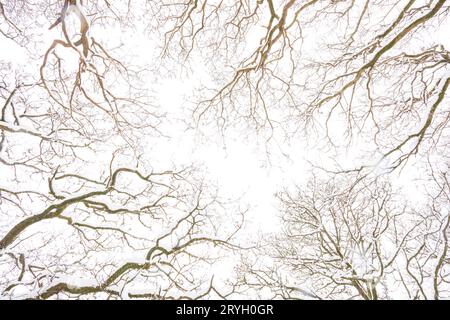 Muster von Zweigen von Sessileeichen im Wald nach Schneefall. Powys, Wales. März. Stockfoto