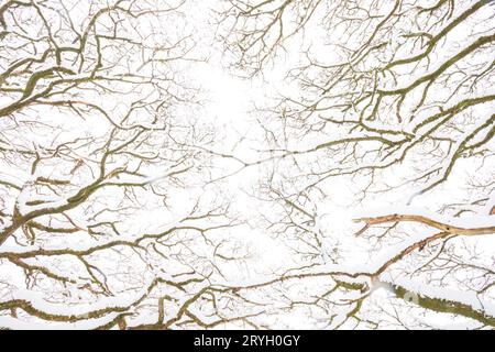 Muster von Zweigen von Sessileeichen im Wald nach Schneefall. Powys, Wales. März. Stockfoto