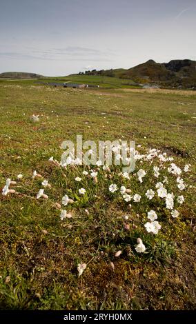 Sea Campion (Silene uniflora) blühte auf Kieselsteinen hinter einem Strand. Aber Dysynni, Gwynedd, Wales. Mai. Stockfoto