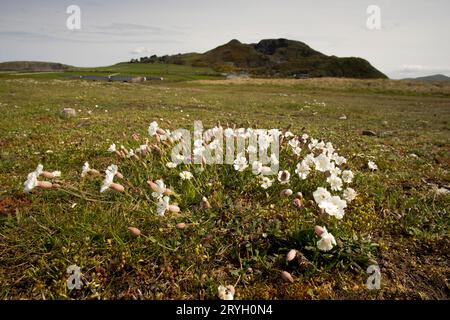 Sea Campion (Silene uniflora) blühte auf Kieselsteinen hinter einem Strand. Aber Dysynni, Gwynedd, Wales. Mai. Stockfoto