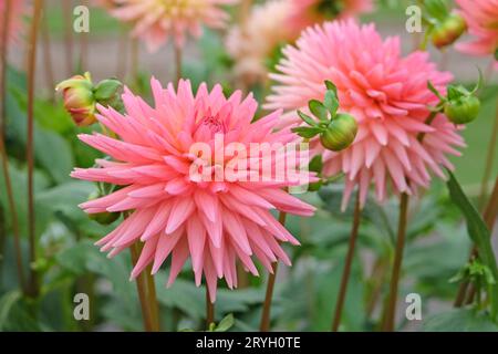 Korallenrosa Kaktusdahlia 'polventon phyllis' in Blume. Stockfoto