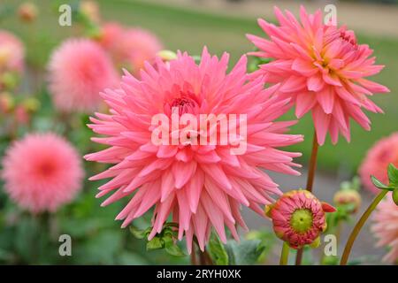 Korallenrosa Kaktusdahlia 'polventon phyllis' in Blume. Stockfoto