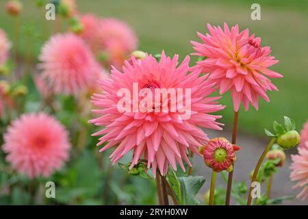 Korallenrosa Kaktusdahlia 'polventon phyllis' in Blume. Stockfoto