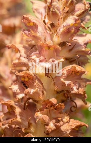 Greater Broomrape (Orobanche rapum-genistae) Nahaufnahme eines blühenden Stammes. Carmarthenshire, Wales. Mai. Stockfoto