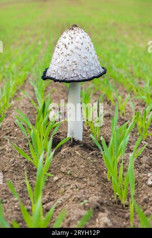 Weißer Pilz auf einem Grasfeld Stockfoto