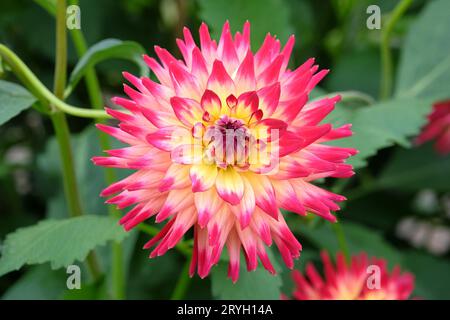 Hellrosa und gelbe Kaktusdahlia 'Polventon fireballÕ in Blüte. Stockfoto