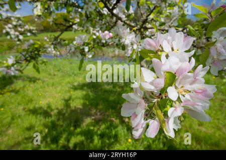 Blüte auf kultivierten Apfelbäumen (Malus domestica) Sorte „tom Putt“ in einem Bio-Obstgarten. Powys, Wales. Mai Stockfoto