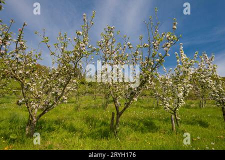 Blüten an kultivierten Apfelbäumen (Malus domestica) in einer Bio-Obstplantage. Powys, Wales. Mai Stockfoto