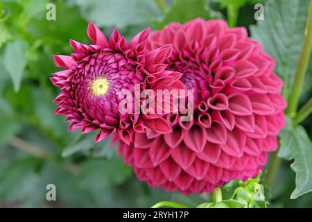 Rot-violette Kugel-Dahlia „Blyton Red Ace“ in Blume. Stockfoto