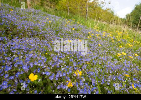 Germander Speedwell (Veronica chamaedrys) blüht im Wald. Powys, Wales. Mai. Stockfoto