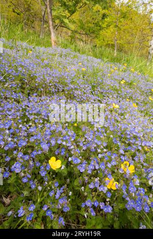 Germander Speedwell (Veronica chamaedrys) blüht im Wald. Powys, Wales. Mai. Stockfoto