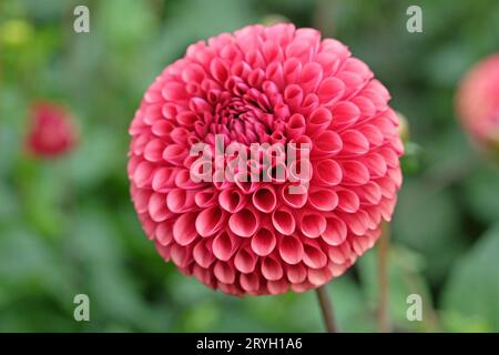 Gebrannter orangener Pompon-Ball Dahlia „Copperboy“ in Blume. Stockfoto