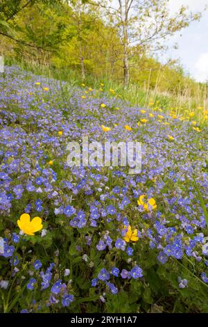 Germander Speedwell (Veronica chamaedrys) blüht im Wald. Powys, Wales. Mai. Stockfoto