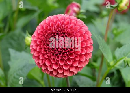 Gebrannter orangener Pompon-Ball Dahlia „Copperboy“ in Blume. Stockfoto